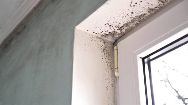 Best Emergency Mold Removal  in Riverton, UT