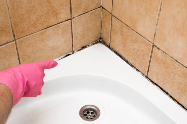 Professional Mold Removal in Riverton, UT